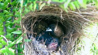 Whiterumped Munia Hatching amp Feeding Babies in Nest 12 – Parent Birds Regurgitates Food E116 [upl. by Sarene435]