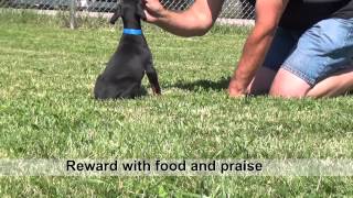 Training Doberman puppies [upl. by Brouwer]