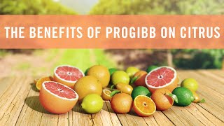 The Benefits of ProGibb on Citrus [upl. by Regazzi]