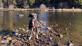 Harley the bordoodle exploring the high desert and Deschutes River in central Oregon🏜️🏞️🐕‍🦺 [upl. by Schwenk]