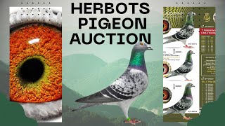 Unique Offer Top Class Racing Pigeon For Sale In Herbots Pigeons Auction [upl. by Ajaj919]