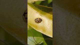 First 14 Spot Ladybird of Spring [upl. by Iverson]