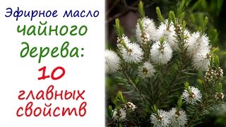 Масло чайного дерева эфирное масло №1 в любой аптечке [upl. by Atnahs823]