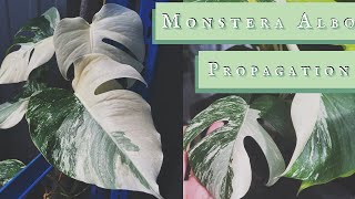 Easily Propagate your Monstera Deliciosa Albo from Start to Finish [upl. by Romeo]