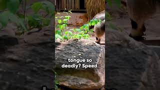 The Deadly Tongue of the Anteater Explained [upl. by Sedgewake]