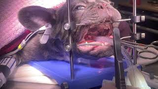 Brachycephalic obstructive airway syndrome BOAS surgery in a French Bulldog  PART 2 soft palate [upl. by Rebmyt]