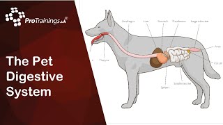 The Pet Digestive System [upl. by Anoo67]