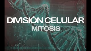 Mitosis  Genética [upl. by Etra357]