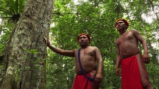 La forêt amazonienne source de vie des indiens Waiapi [upl. by Einhpad]