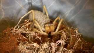 Camel Spider Screeching Stridulating [upl. by Retsbew]