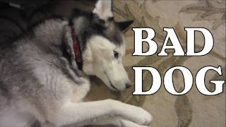 Bad Dog Guilty Dog Shiloh does it again Siberian Husky [upl. by Naomi]