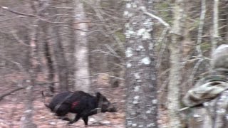 Bowhunting Hogs Using Muzzy Broadheads [upl. by Angil]