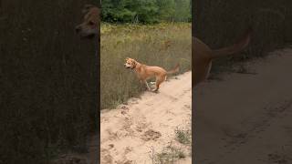 northernmichigan shenanigans dog dogs zoomies playtime [upl. by Misti675]