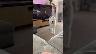 Adorable samoyed talkingshoutin dog samoyed cutepet puppy bts dogs husky fluffy cuteanimal [upl. by Antonie]