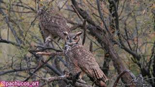 Great horned owls mating calls [upl. by Atrim]