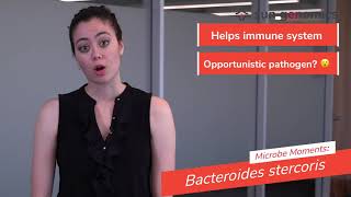 Microbe Moments Bacteroides stercoris  Sun Genomics [upl. by Lonee]