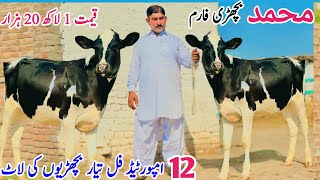 Imported Heifers and Australian Friesian Heifers for sale in Punjab  Pk Janwar Mandi [upl. by Laural]