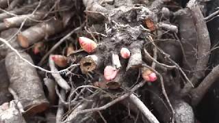 Potting peonies this is the way to do it [upl. by Joeann]