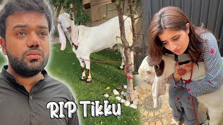 Tikku Ki Qurbani 😭  Emotional Eid Mubarak 💔 [upl. by Llenreb]