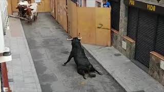 Bull Breaks Legs At Spanish Festival [upl. by Candless]