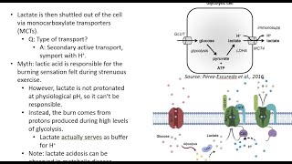 MCAT Metabolism Part 2 Gluconeogenesis Fermentation Cori cycle Glycogenesis Glycogenolysis [upl. by Modla342]