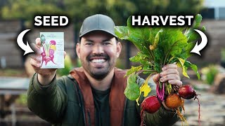 How to Grow Beets From Seed To Harvest 🌱 [upl. by Alleoj]