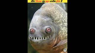 Sea creatures with very strange mouths viral [upl. by Dnomsaj]