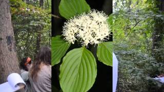 Cornus alternifolia [upl. by Alikat]