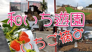 【いちご摘み いちご狩り】いちご摘み遊園 和いちご 和いち遊園 静岡県袋井市いちご狩り [upl. by Odlawso]