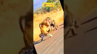 dog doglover lion cheetah lion monkey baboon baboon2wild baboon vs cheetah fight [upl. by Ydac]