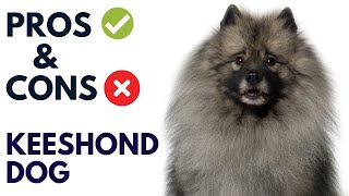 Keeshond Dog Pros And Cons  Keeshond Advantages And Disadvantages AnimalPlatoon [upl. by Danit912]