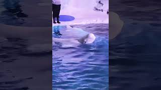 Beluga whale also known as delphinapterus leucas or the cutest thing on earth 🥰 fyp belugawhale [upl. by Lodhia]