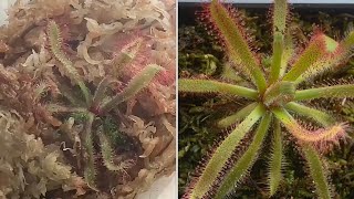 Unboxing Drosera latifolia tropical sundew w update [upl. by Vasquez863]