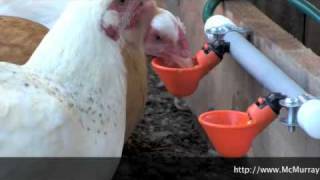 The Best Way To Water Your Chickens [upl. by Rosaleen]