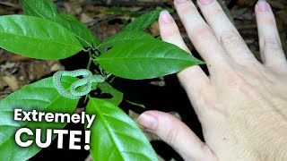 Finding NEWBORN PIT VIPERS [upl. by Cindra327]