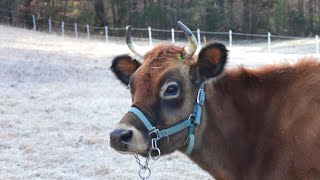 Removing Cow Horns with Callicrate Pro Bander [upl. by Nnaitsirk]