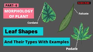 Leaf shapes  Different types of leaf shapes  Leaf Types  Botany Mantra  Leaf shapes in Hindi [upl. by Nosremaj]