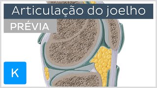 Articulação do joelho prévia  Anatomia Humana  Kenhub [upl. by Sophi246]