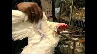 Muslim buying chicken from butcher on occasion of EidulFitr [upl. by Pejsach]