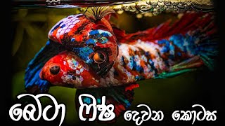 ෆයිටර් ෆිෂ් ගැන හැමදේම දෙවන කොටස  All about Betta fish Part 2  Anythinglk  Pet Care segment [upl. by Ahsirek209]