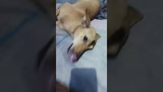 soffy doglover youtubeshorts youtuber youtubeindia [upl. by Natassia]