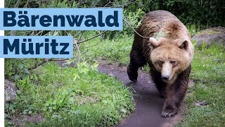 Bärenwald Müritz Familienausflug nach MecklenburgVorpommern [upl. by Lemart]