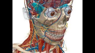 ANATOMIE FMPM VASCULARISATION DE LA FACE [upl. by Frodina]