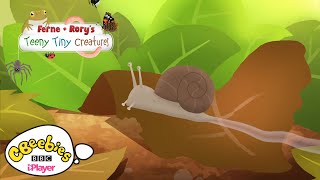 Facts about Snails  Ferne amp Rorys Teeny Tiny Creatures  CBeebies [upl. by Aivekahs]