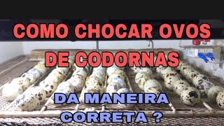 CHOCANDO OVOS DE CODORNA DA MANEIRA CORRETA passo a passo CriatorioSousa418 [upl. by Akcebar]