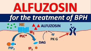 Alfuzosin HCl  Uses side effects amp precautions  For BPH [upl. by Auqenahs453]