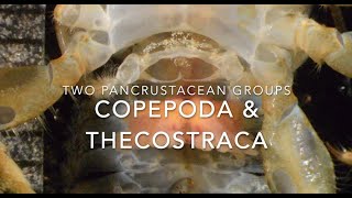 Copepods and thecostracans [upl. by Sky]