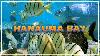 HANAUMA BAY ⛱️ One of the Best Snorkeling Spots in the World 🌴 Hawaii 4K Tour [upl. by Enelyam]