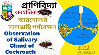 আরশোলার লালাগ্রন্থি পর্যবেক্ষণ  Salivary Gland of Cockroach  Periplaneta americana অনার্স ১ম বর্ষ [upl. by Justino]