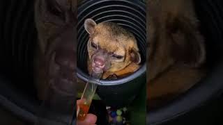 quotMeet the Adorable Kinkajou Natures Cutest Climberquot [upl. by Snyder]